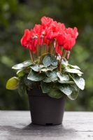 Materials needed for planting Winter Windowbox - Cyclamen