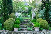 Stone steps colonised with wall daisy, Erigeron karvinskianus, and framed with fastigiate yew, clipped box, pots of agapanthus and stone lions