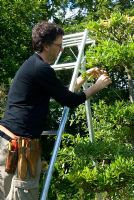 Man training a cloud pruned tree from a tripod ladder