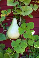 Lagenaria siceraria - Bottle gourd climbing on wall 