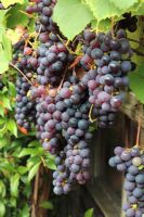 Vitis 'Boskoop Glory' excellent outdooor Grape, on front of shed, London town garden south facing