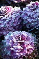 Brassica oleracea 'Purple Pigeon' with frost