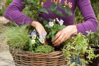 Planting up a large wicker basket with Hypericum 'Magical Beauty', Carex 'Frosted Curls' - Frosted Sedge Grass , Violas, Variegated Thyme and Vinca minor 'Argenteovariegata' Periwinkle