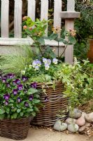 Large basket with Hypericum 'Magical Beauty', Carex 'Frosted Curls' - Frosted Sedge Grass , Violas, Variegated Thyme and Vinca minor 'Argenteovariegata' - Periwinkle
 