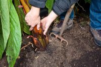 Lifting and potting Banana tree to overwinter in greenhouse