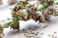 Collecting and storing seeds of Hollyhock