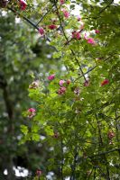 Rosa rubiginosa Eglantine  - sweetbriar rose 