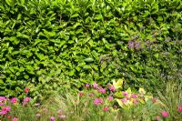 Laurus nobilis - Laurel hedge backing border of Cosmos, Stipa tenuissima and Verbena bonariensis. Early autumn