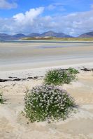 Cakile Maritima - Sea Rocket, growing on the beach at Horgabost, Isle of Harris, Outer Hebrides with views across the Isle Taransay
