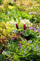 Trillium chloropetalum - Wood Lily, Epimedium, Corydalis, hellebore, lilium