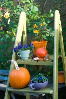 Pumpkin on steps with violas in pots