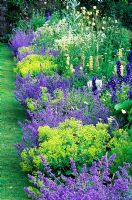 Section of double herbaceous borders - Nepeta 'Six Hills Giant', Alchemilla mollis, Astrantia major, Delphinium, Lupinus 'Russell Hybrids', Aconitum, Hostas - High Glanau Manor, Monmouthshire, Wales 

