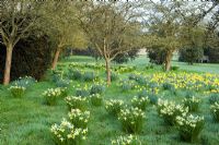 Narcissus 'Jack Snipe' and N. obvallaris naturalised in grass - Wretham Lodge, NGS Norfolk