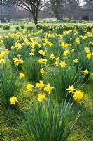 Narcissus obvallaris - Tenby Daffodil naturalised in grass - Wretham Lodge, NGS Norfolk