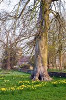 Narcissus 'February Gold' naturalised under tree - Wretham Lodge, NGS Norfolk