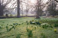 Narcissus naturalised in grass under Beech tree. Varieties inc Narcissus 'February Gold' and 'February Silver' -  Wretham Lodge, NGS Norfolk