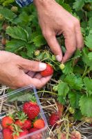 Man picking Strawberry 'Polka'. Ripening Strawberries mulched with straw
