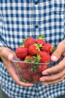Man picking Strawberry 'Polka' 

