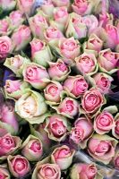 Bunches of pink Roses