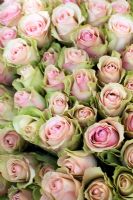 Bunches of Pink Roses