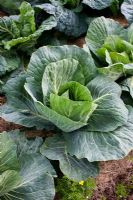Brassica - Cabbage 'Golden Acre' mulched with straw
