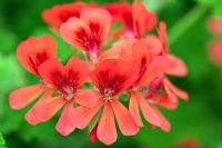 Pelargonium 'Scarlet Pet'