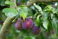 Prunus domestica 'Marjorie's Seedling' - Plum