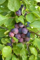 Prunus domestica - Plum 'Rivers Early Prolific'