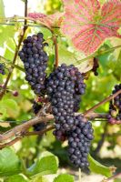 Vitis vinifera - Grape 'Pinot Noir'