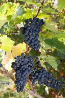 Vitis vinifera - Grape 'Dornfelder'