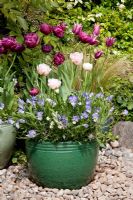 Tulipa 'Angelique', 'Black Hero', 'Claudia' in glazed terracotta pots with Violas, Lavender, Thyme in pebble garden

