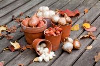 Spring bulbs on wooden table in autumn - Allium, Narcissus   and Tulipa with terracotta pots