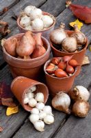 Spring bulbs on wooden table in autumn - Allium, Narcissus and Tulipa with terracotta pots
