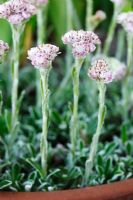 Antennaria dioica  'Nyewoods Variety' - Cat's ears  