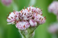 Antennaria dioica  'Nyewoods Variety' - Cat's ears May