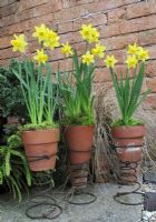'Spring Bulbs', Dwarf daffodil, Narcissus 'Tete-a-tete' growing in terracotta pots 
suspended on rusty bed springs   