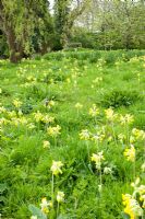 Spring meadow with drifts of Primula veris - Cowslips and Fritillaria meleagris 