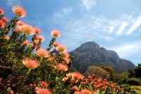 Kirstenbosch Botanical Gardens - Leucospermum cordifolium 'Caroline' - Pincushion Protea  with Table Mountain