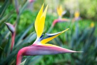 Strelitzia reginae 'Mandela Gold' - Bird of Paradise Flower