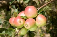 Malus domestica - Apple  'Laxton's Superb'