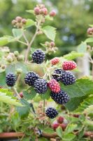 Rubus fruticosus - Blackberry 'Loch Tay'
