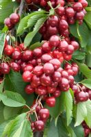 Prunus avium - Sweet Cherry 'Sunburst'