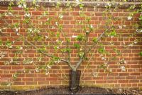 Prunus cerasus 'Morello' - Fan Trained Acid Cherry on Colt Rootstock 