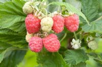 Rubus idaeus 'Glen Moy' - Raspberry  