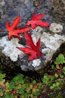 Fallen leaves of Liquidambar - Oriental Sweetgum
