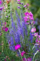 Veronica spicata - Spiced Speedwell, with Sidalcea 'Party Girl' - Prairie Mallow
