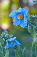 Meconopsis betonicifolia - Himalayan Blue Poppy
