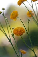 Ranunculus acris 'Flore Pleno' - Meadow Buttercup