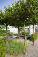 Square beds of grasses under trees in modern garden
