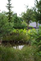 Pond surrounded by grasses and conifers